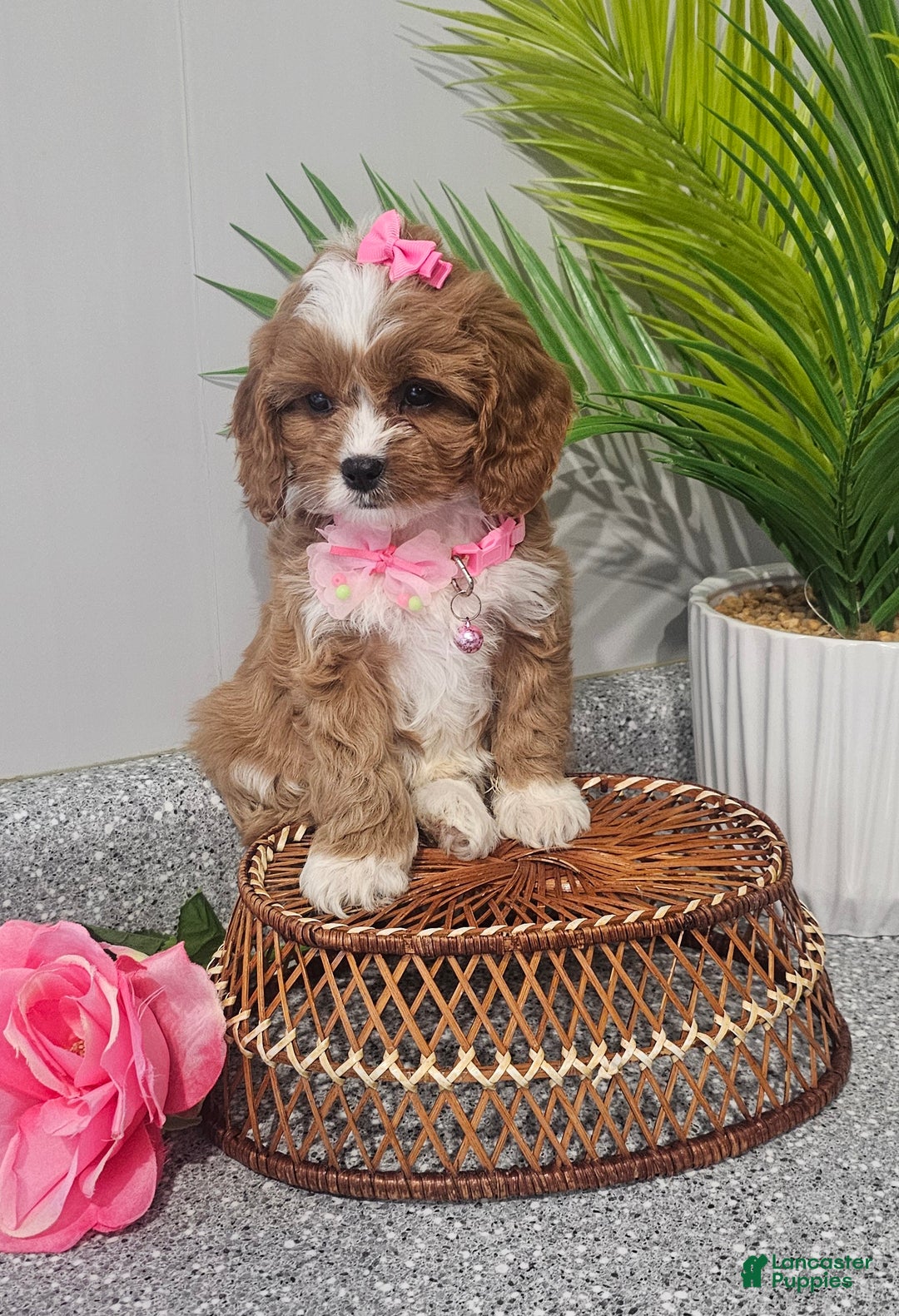 Cavapoo dogs for sale: Lil Shiloh  - Ad 3