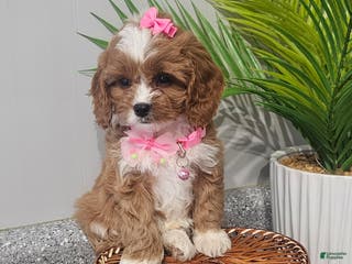 Cavapoo dogs Lil Shiloh - Ad 1