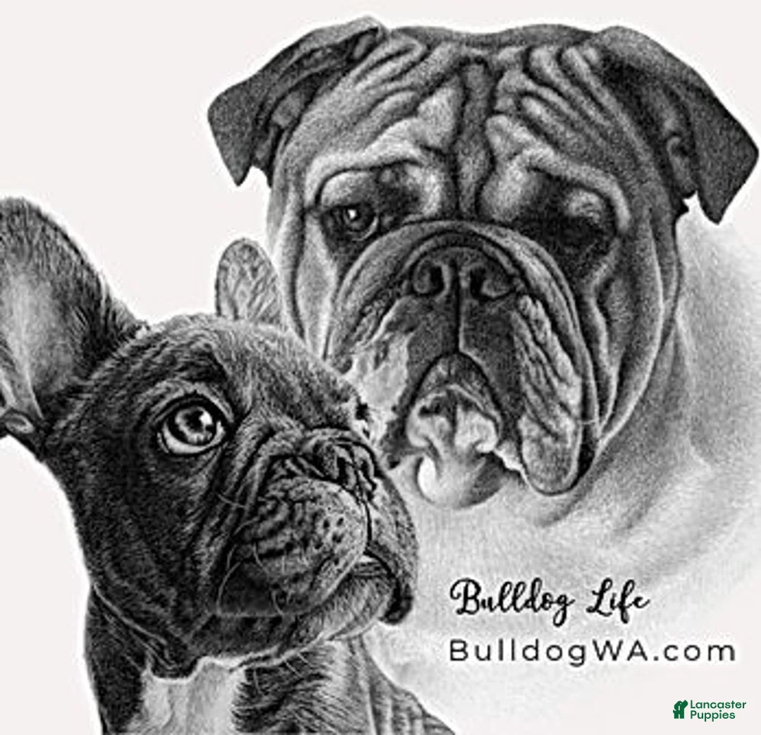 English Bulldog dogs for sale: English Bulldog Meatball girl - Ad 2