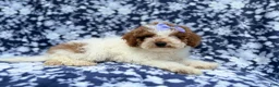 Miniature Poodle dogs for sale: Charlotte - Ad 3