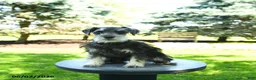 Miniature Schnauzer dogs for sale: Bella   - Ad 1