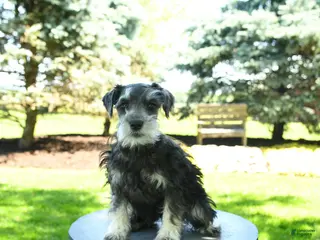 Miniature Schnauzer dogs for sale: Bella - Ad 3