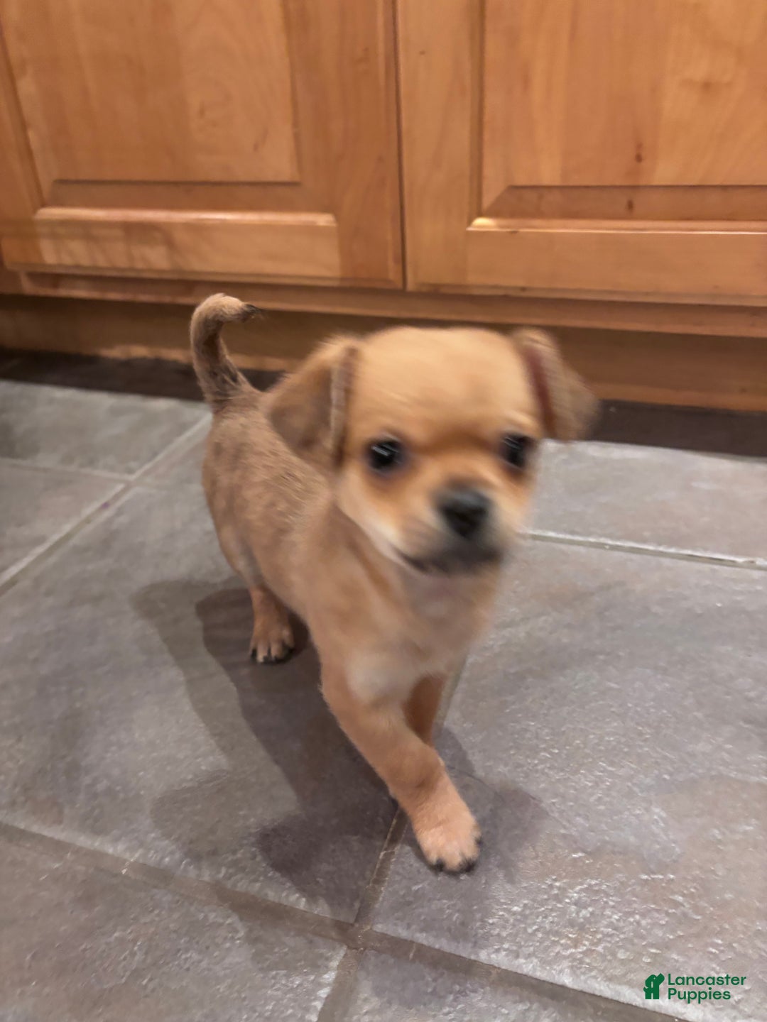 Chihuahua dogs for sale: Chihuahua Puppy 2 - Ad 4