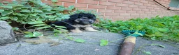 Bichpoo dogs for sale: Ember  - Ad 7