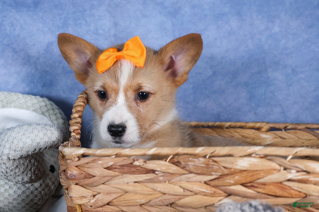 Welsh Corgi Pembroke dogs for sale: Milly - Ad 24