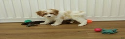 Cavapoo dogs for sale: Mason - Ad 13