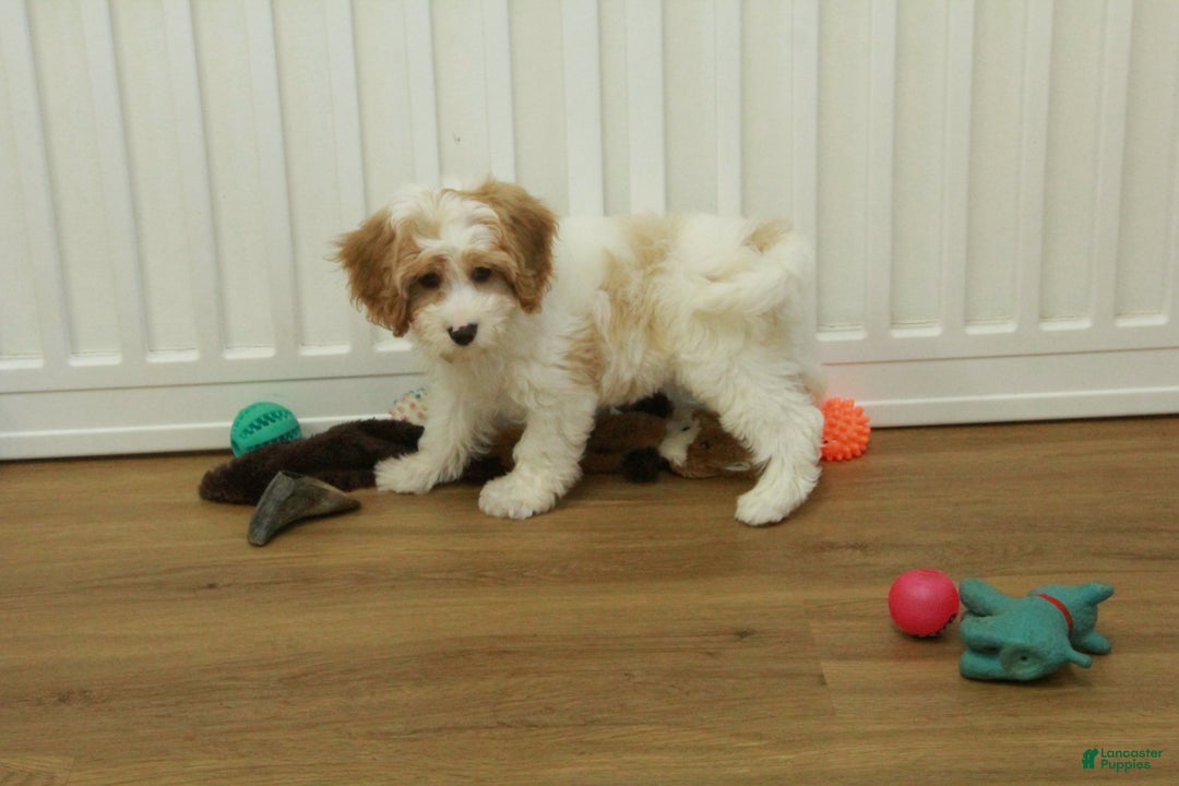 Cavapoo dogs for sale: Mason - Ad 13