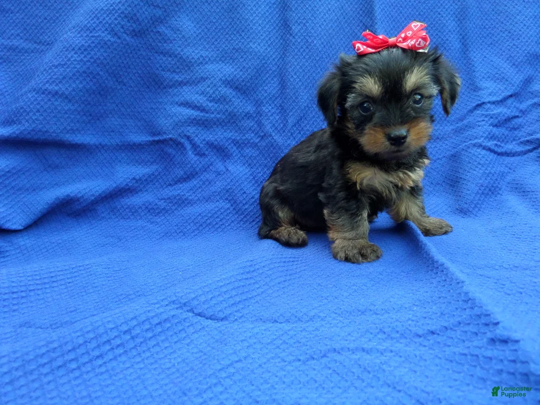 Yorkshire Terrier dogs for sale: Dayna - Ad 1