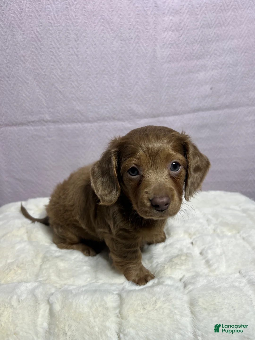 Miniature Dachshund dogs for sale: Miniature Dachshund Puppy 4 - Ad 5