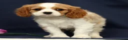 Cavalier King Charles Spaniel dogs for sale: Dominic - Ad 6