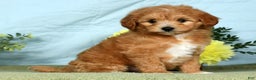Mini Goldendoodle dogs for sale: Lindsey - Ad 6