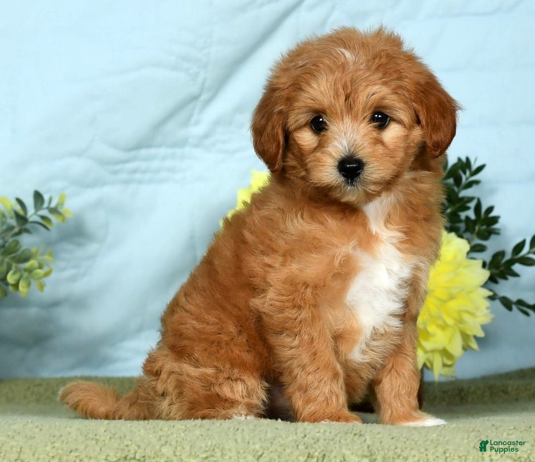 Mini Goldendoodle dogs for sale: Lindsey - Ad 6