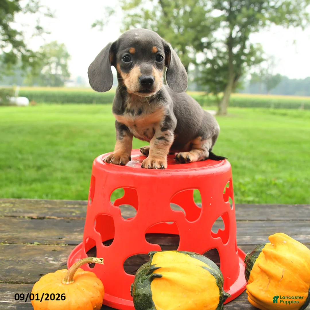 Miniature Dachshund dogs for sale: Bubbles - Ad 1