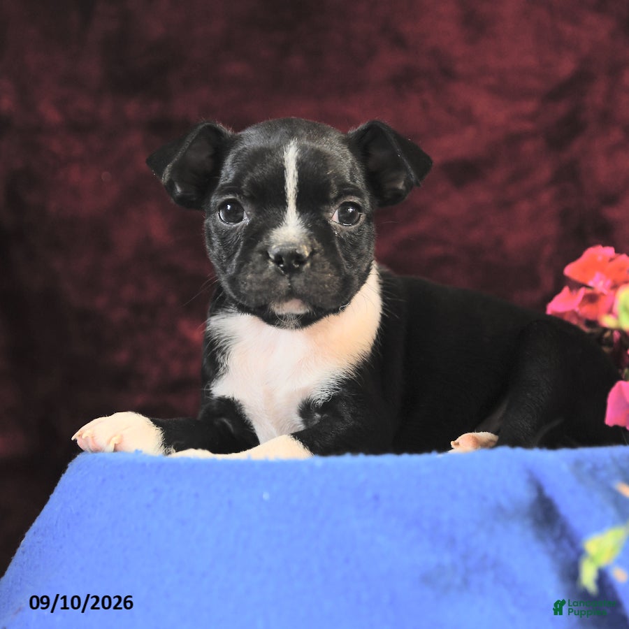 Boston Terrier dogs Chichi - Ad 2