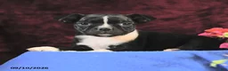Boston Terrier dogs for sale: Chichi - Ad 2