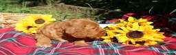 Mixed Breed dogs for sale: Posey - Irish Goldendoodle  - Ad 3