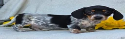 Miniature Dachshund dogs for sale: Mia - Ad 4