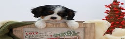 Cavalier King Charles Spaniel dogs for sale: Kye - Ad 15