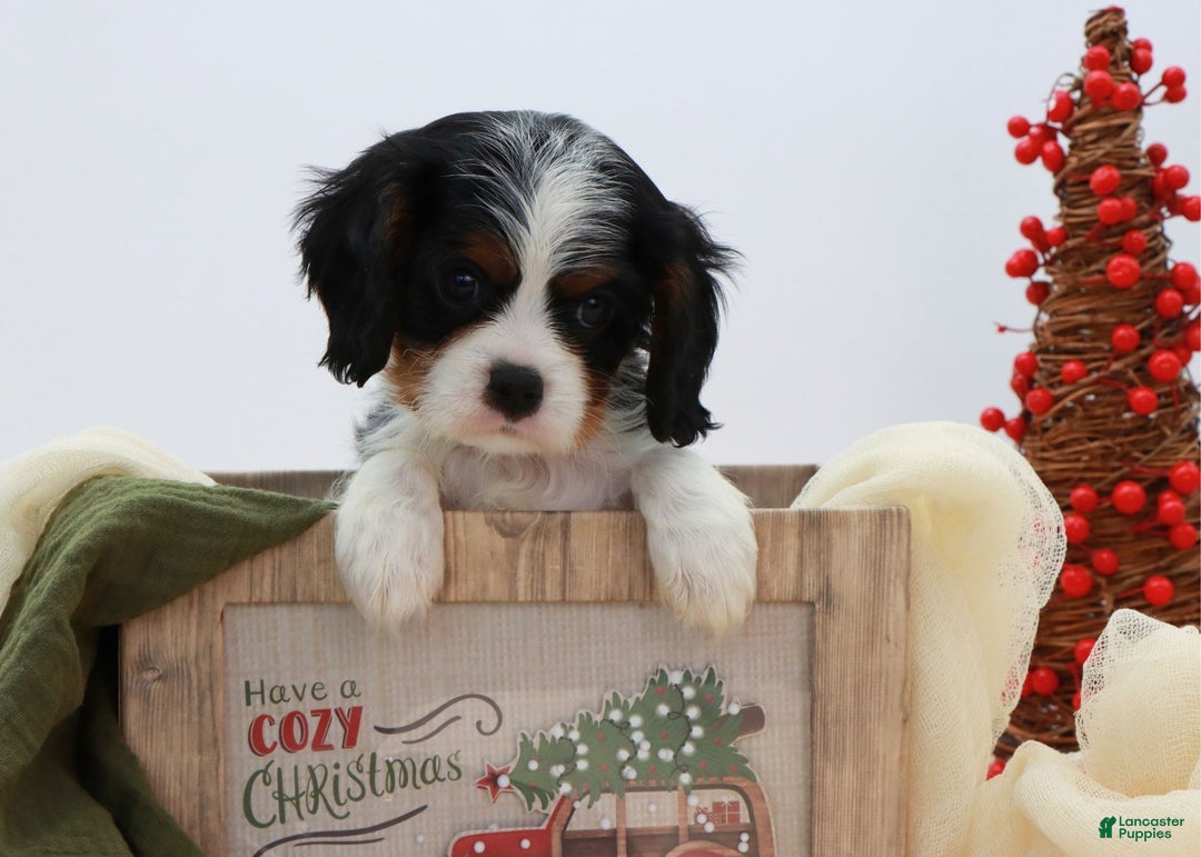 Cavalier King Charles Spaniel dogs for sale: Kye - Ad 15