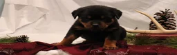 Rottweiler dogs for sale: Astra - Ad 2