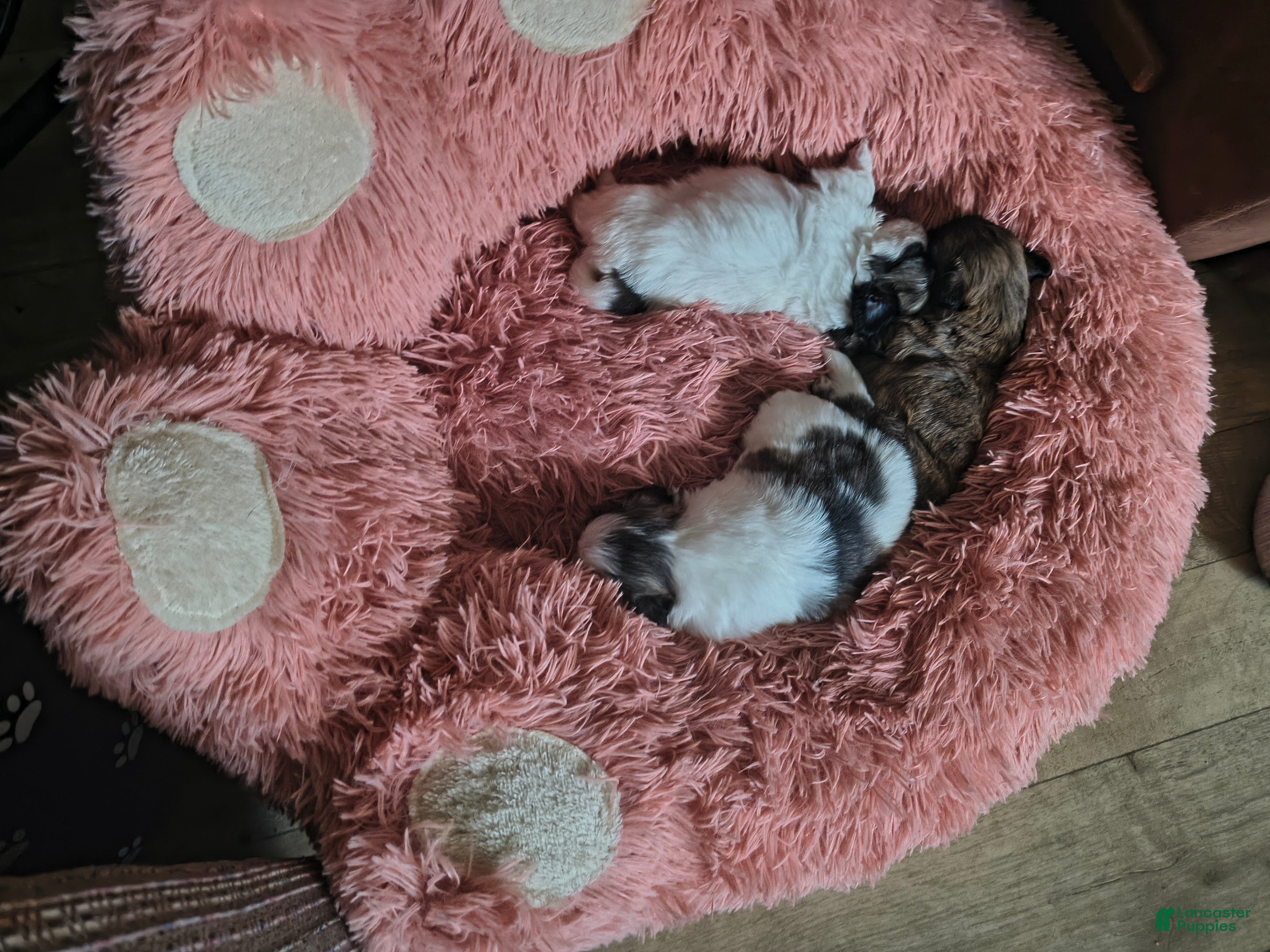 Shih Tzu dogs Shih Tzu Puppy 4 - Ad 1
