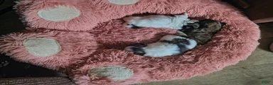 Shih Tzu Puppy 4