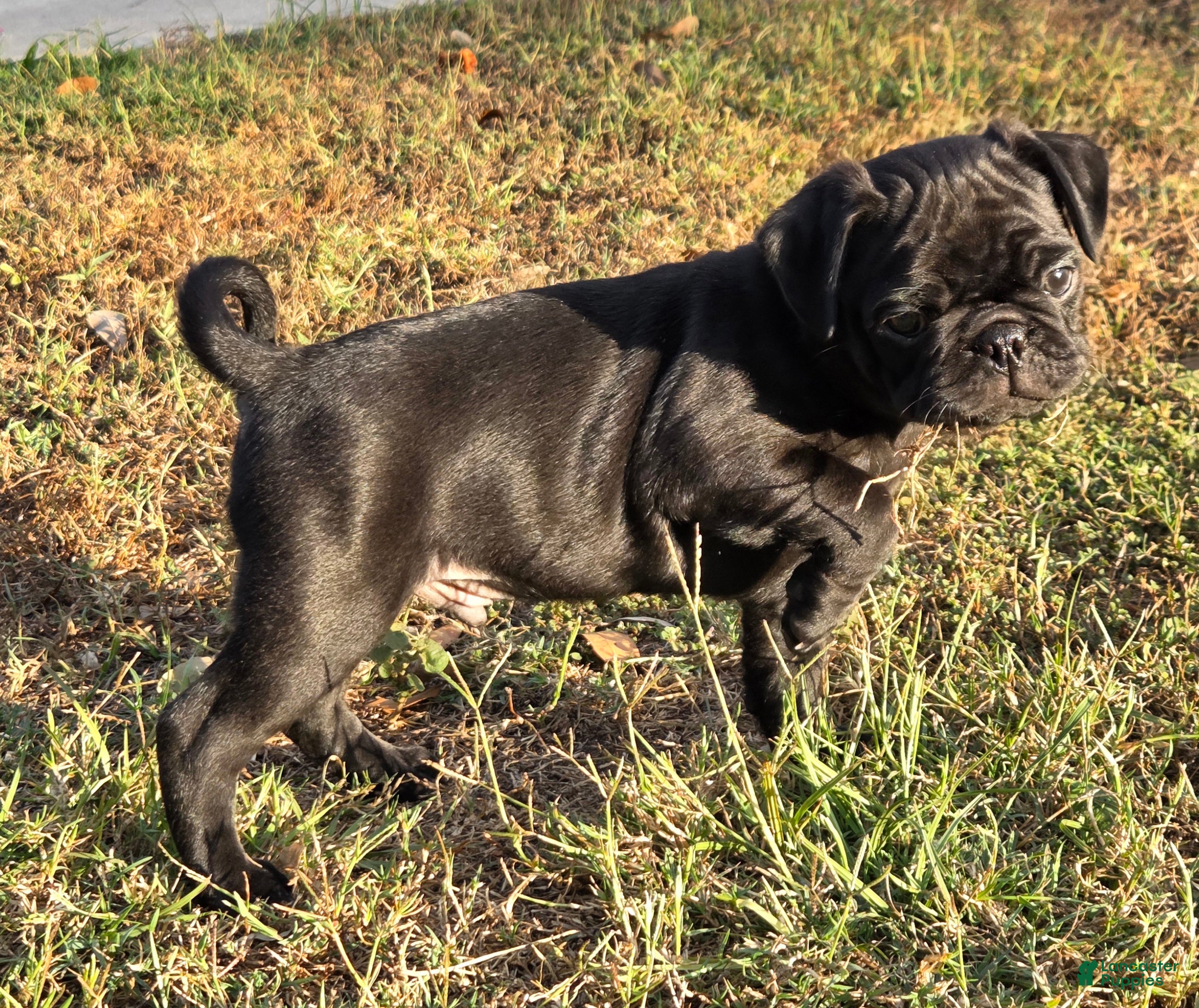 Mixed Breed dogs Ranger - Ad 1