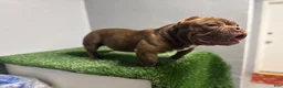 American Bully dogs for sale: American Bully 1 - Ad 2