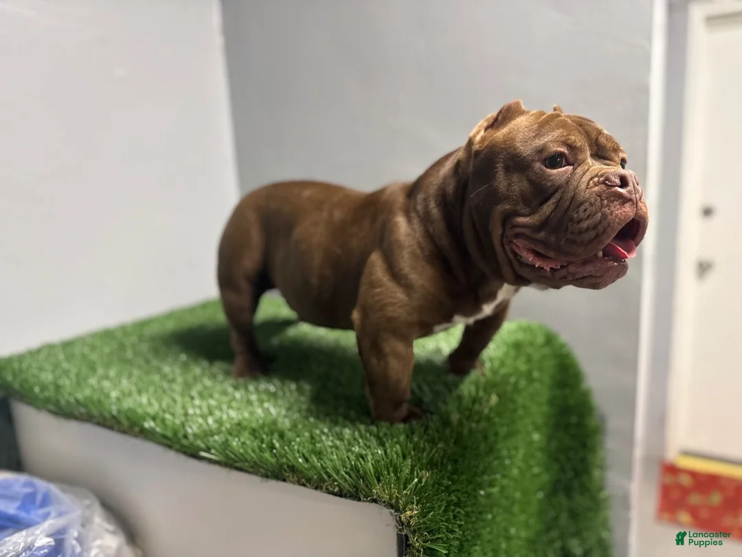American Bully dogs for sale: American Bully 1 - Ad 2