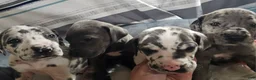 Great Dane dogs for sale: Blue  - Ad 3