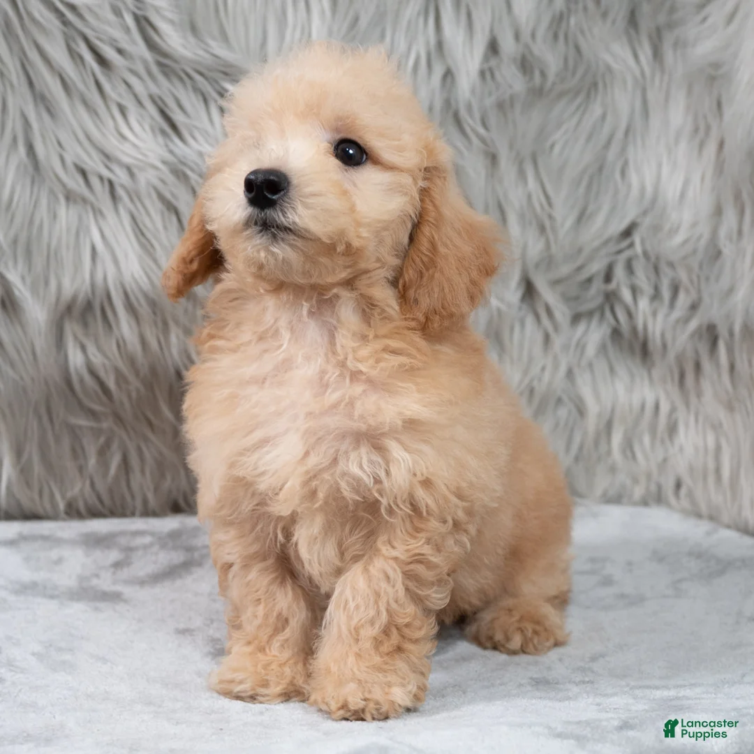 Mini Goldendoodle dogs for sale: Max ID: 3856 - Ad 2