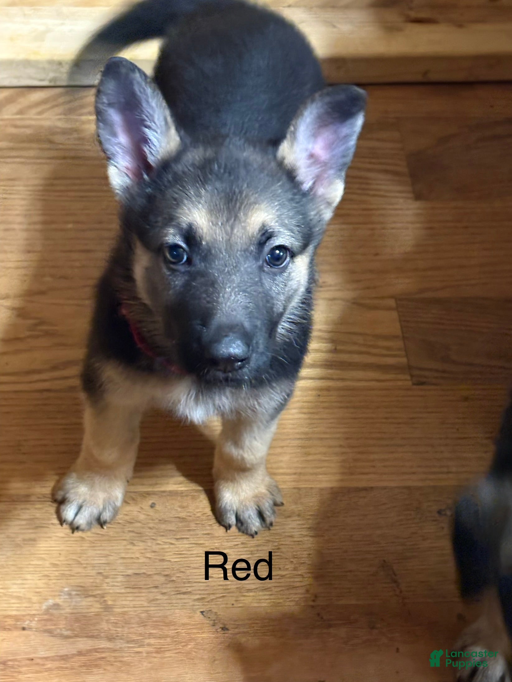 German Shepherd dogs Red - Ad 2