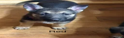 German Shepherd dogs for sale: Red - Ad 4