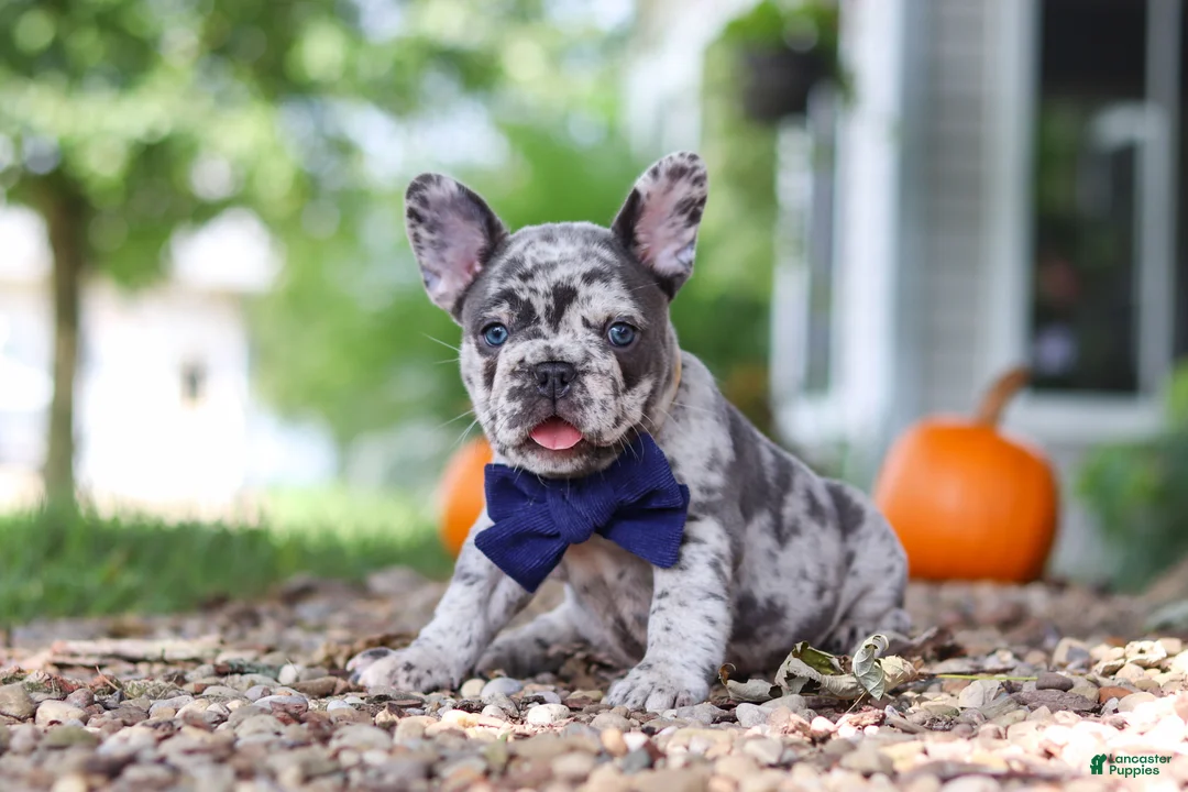French Bulldog dogs for sale: Hayden - Ad 2