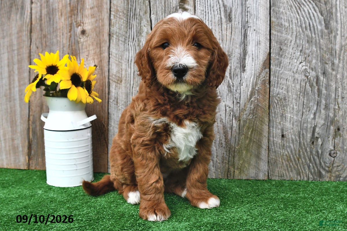 Mini Goldendoodle dogs Lady - Ad 2