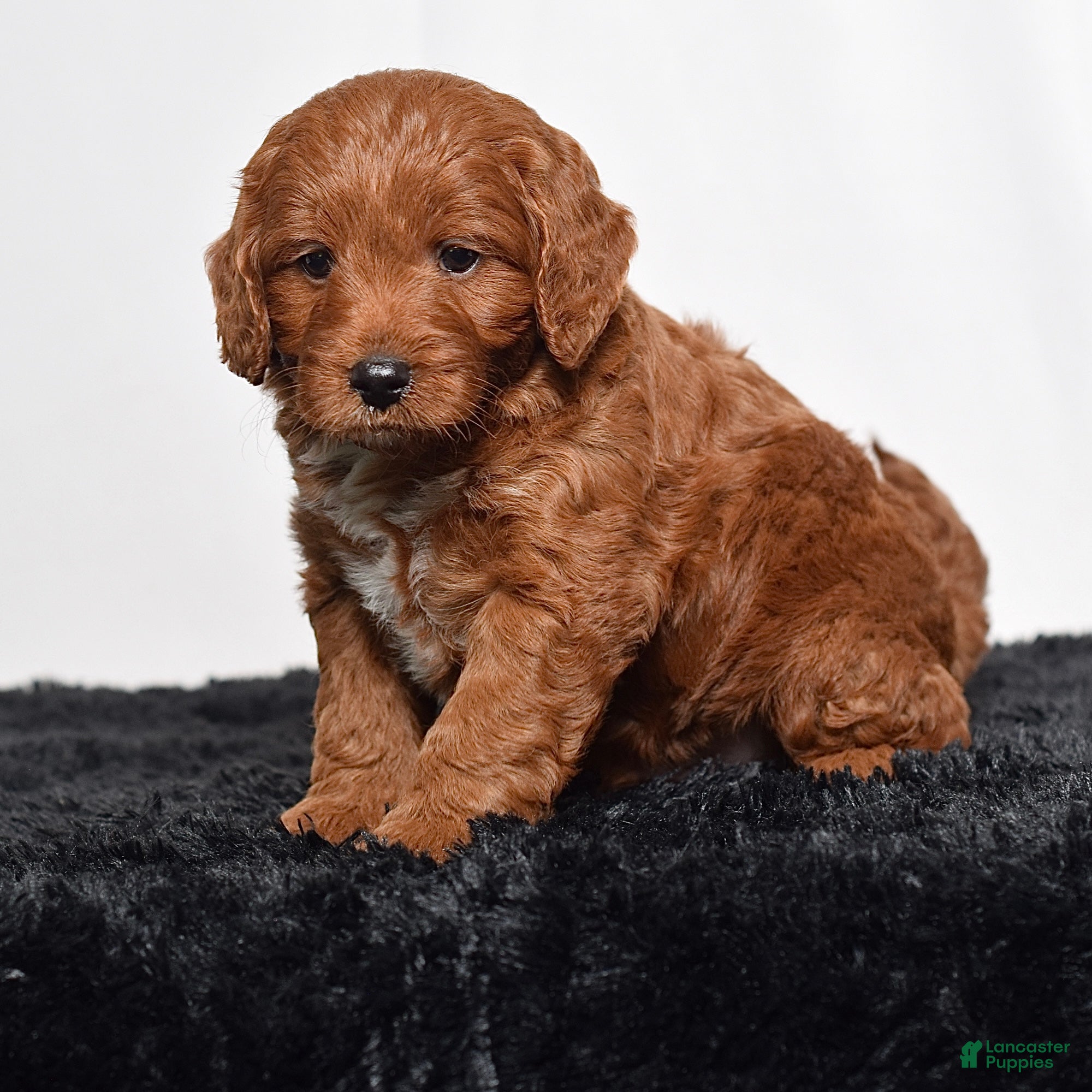Mini Goldendoodle dogs for sale:  Memphis  - Ad 5