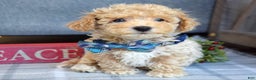Maltipoo dogs for sale: Frankie  - Ad 3