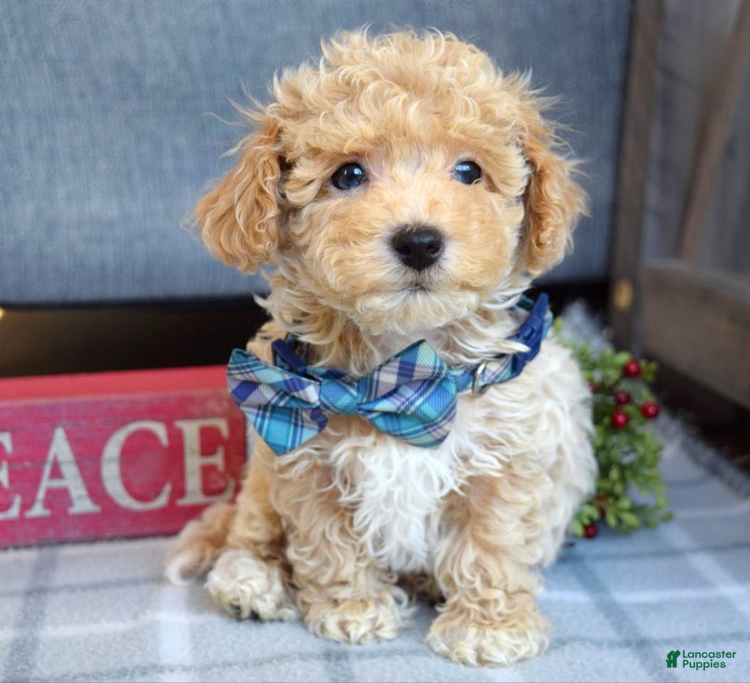 Maltipoo dogs for sale: Frankie  - Ad 3