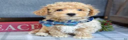 Maltipoo dogs for sale: Frankie  - Ad 7