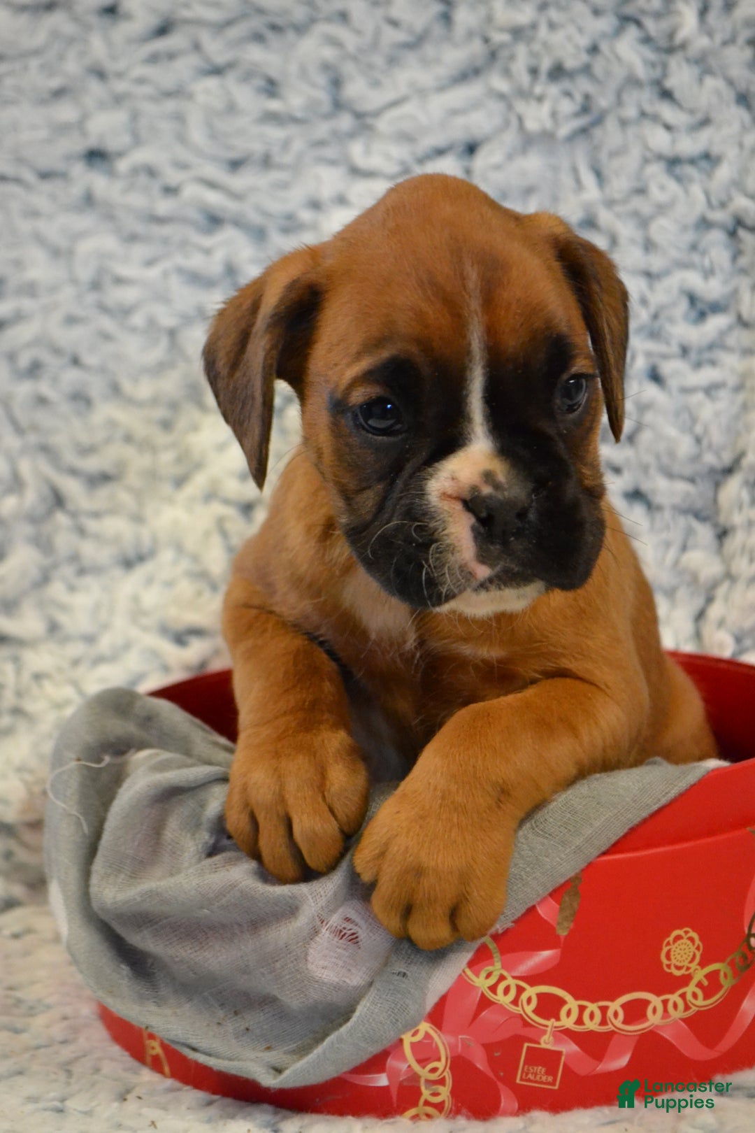 Boxer dogs for sale: River - Ad 5