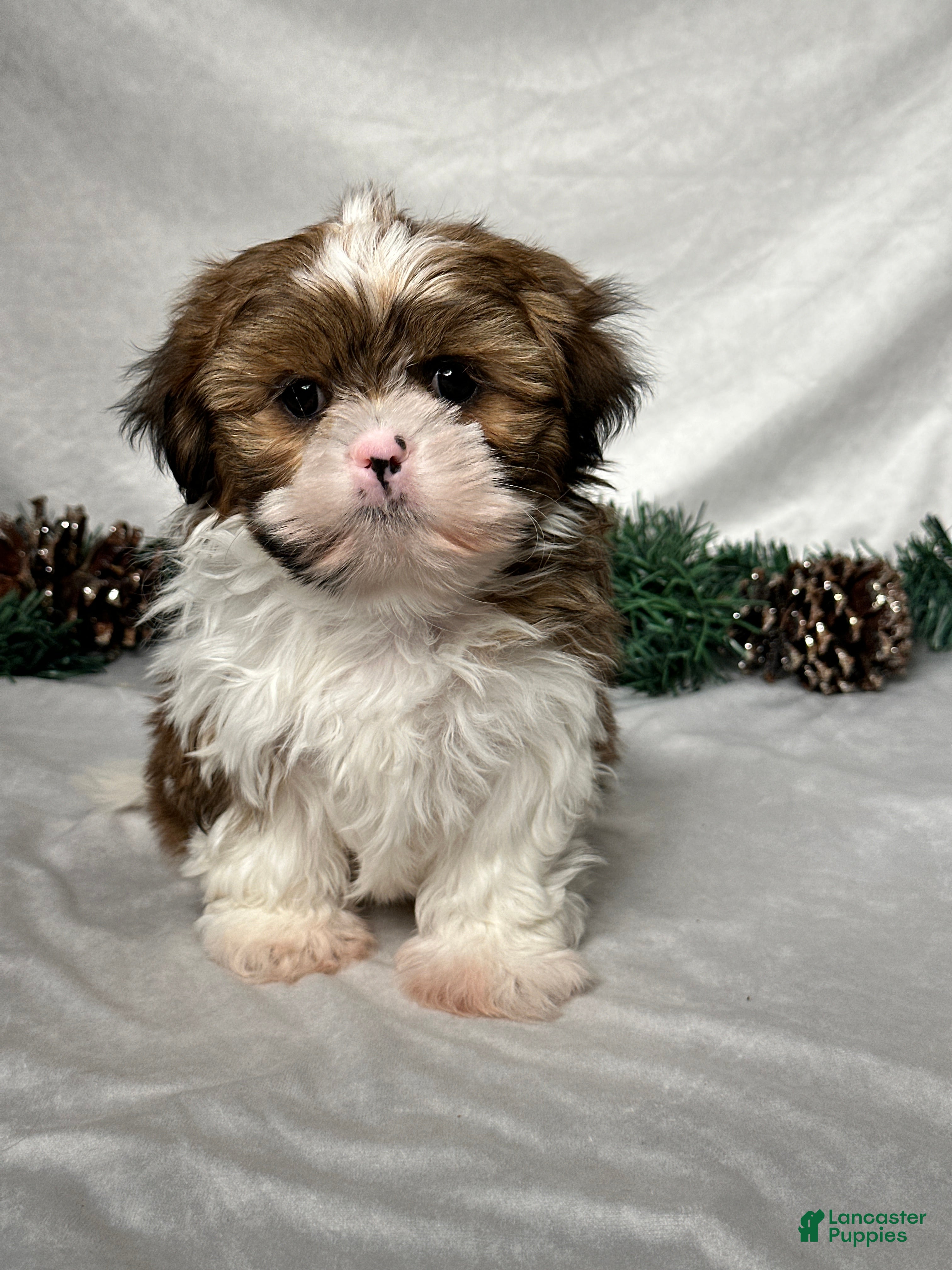 Shih Tzu dogs Mason - Ad 40