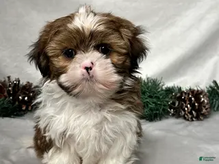 Shih Tzu dogs Mason - Ad 40