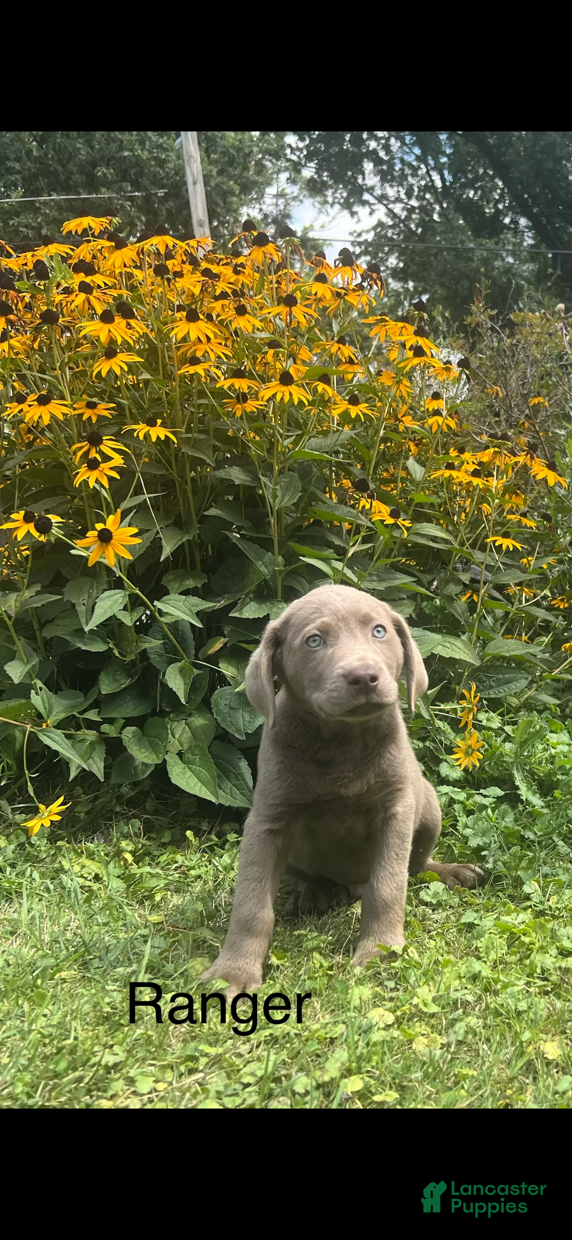 Labrador Retriever dogs for sale: Ranger  - Ad 1