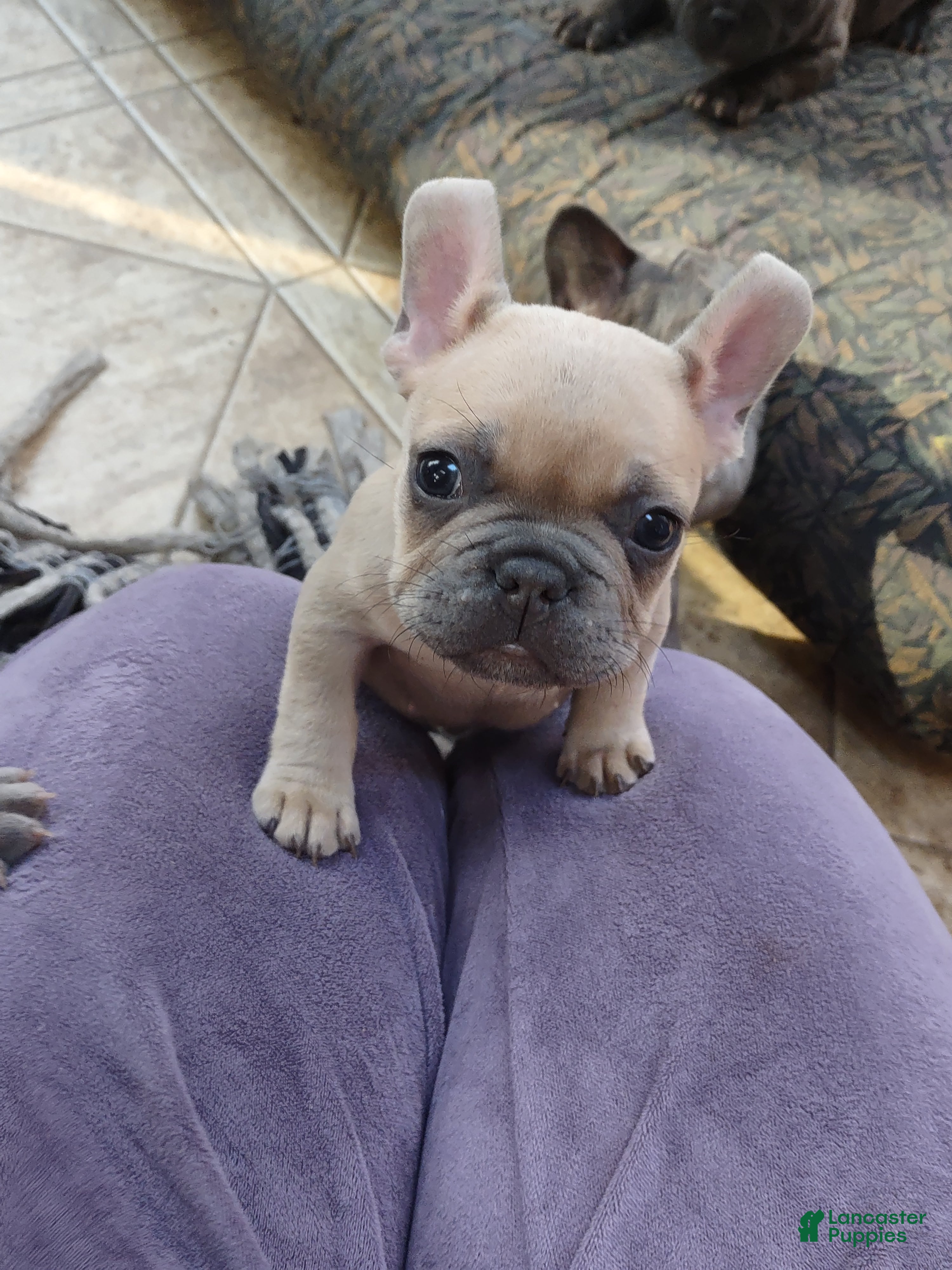 French Bulldog dogs Puppy 3 - We Leave The Naming To The New Parents - Ad 33