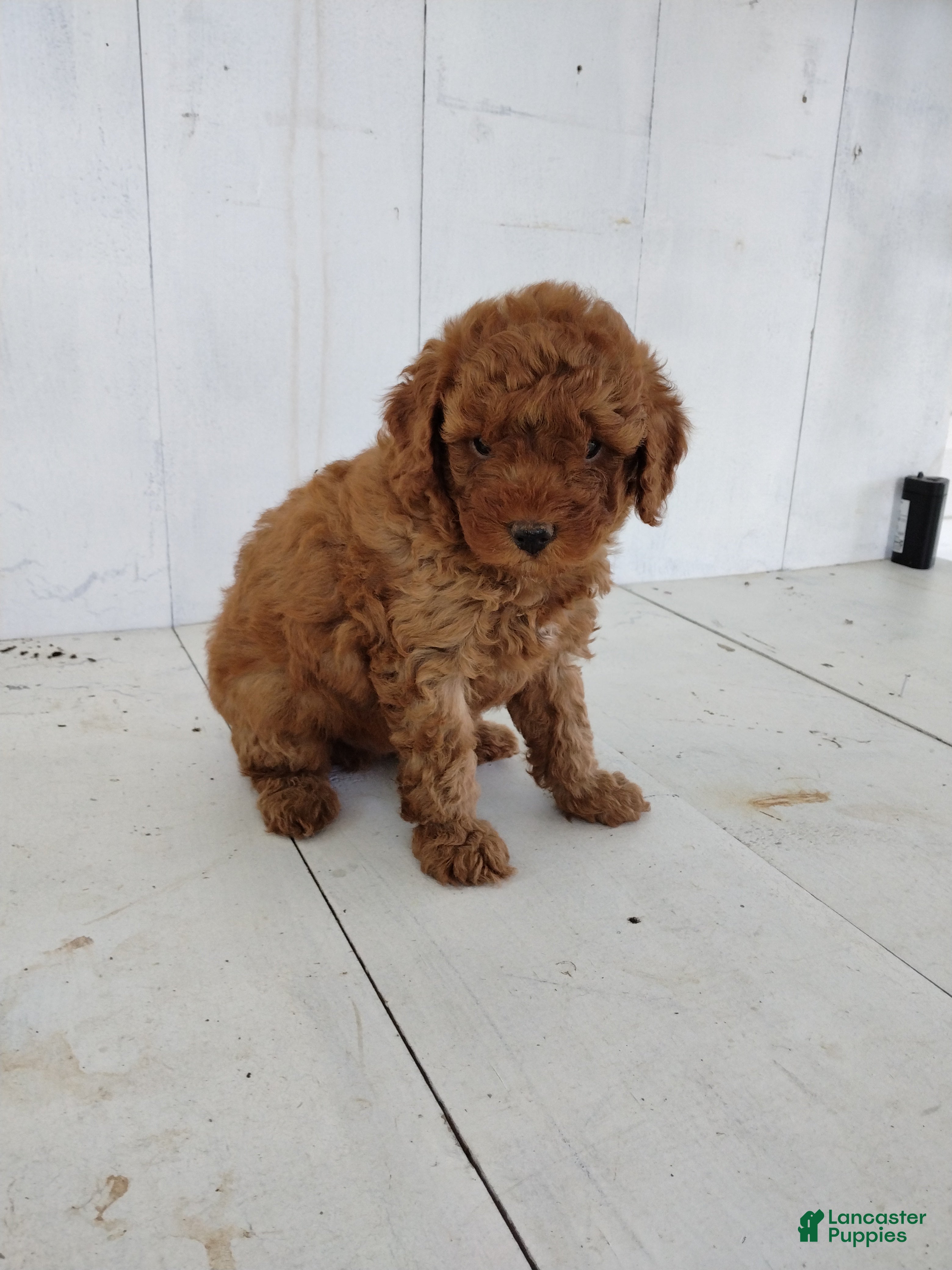 Toy Poodle dogs Leo - Ad 1
