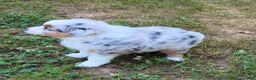 Miniature Australian Shepherd dogs for sale: Prince - Ad 7