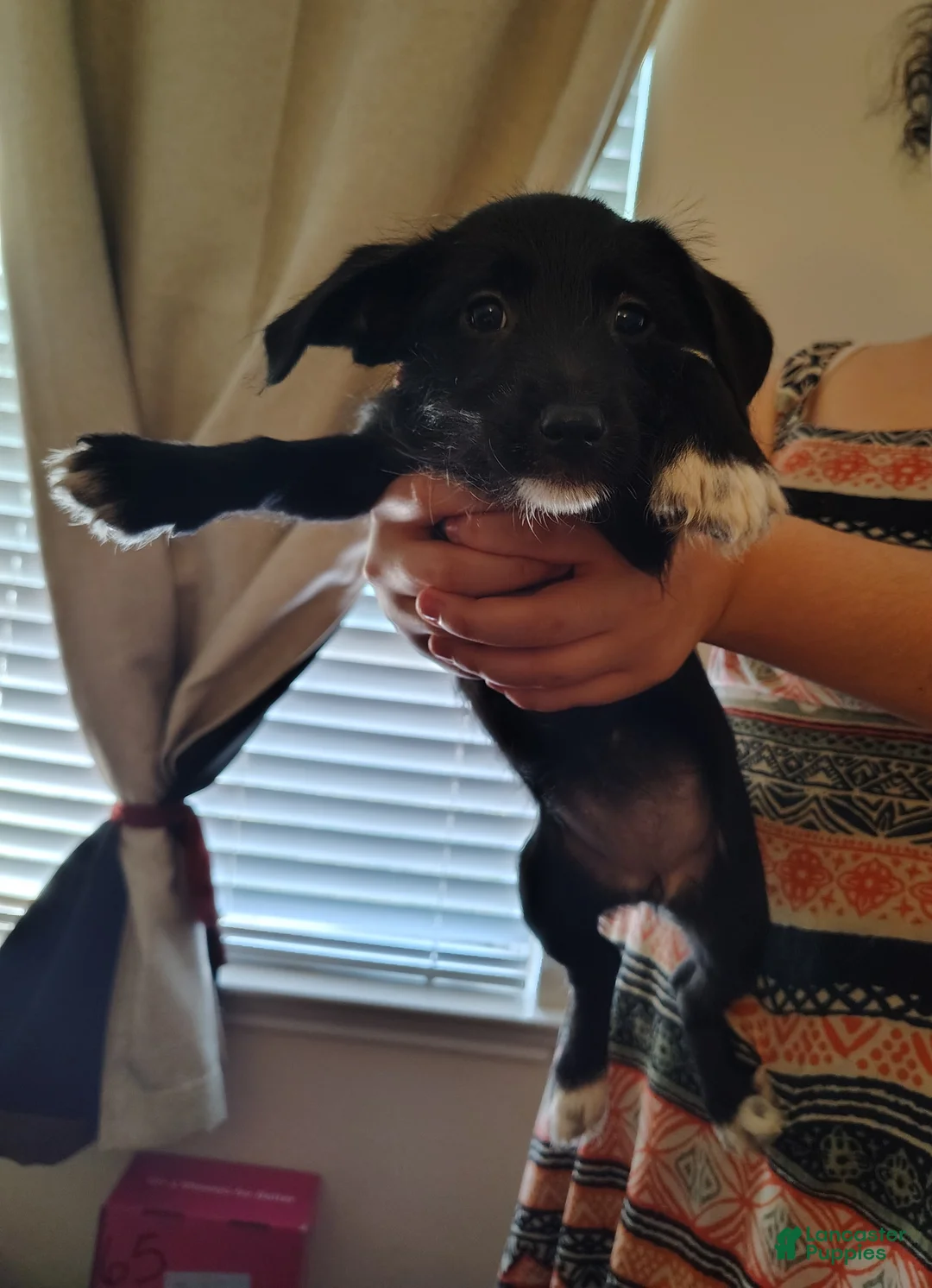 Mixed Breed dogs for sale: Mixed Breed Puppy 2 - Ad 1