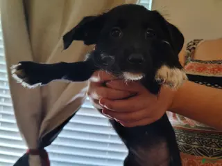 Mixed Breed dogs Mixed Breed Puppy 2 - Ad 5