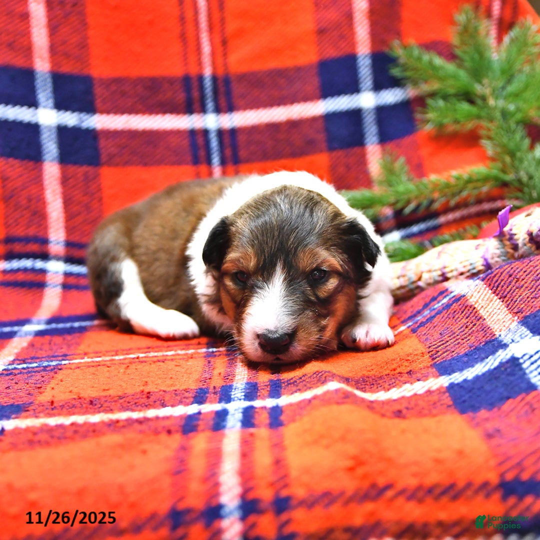 Shetland Sheepdog dogs for sale: Cookie - Ad 9