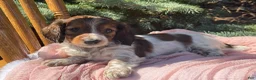 Miniature Dachshund dogs for sale: Harlowe - Ad 14
